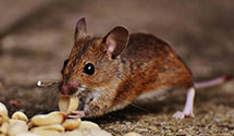 24 Hour & Emergency Exterminators in Idaville, PA